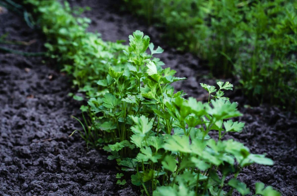 Young parsley planted in succession