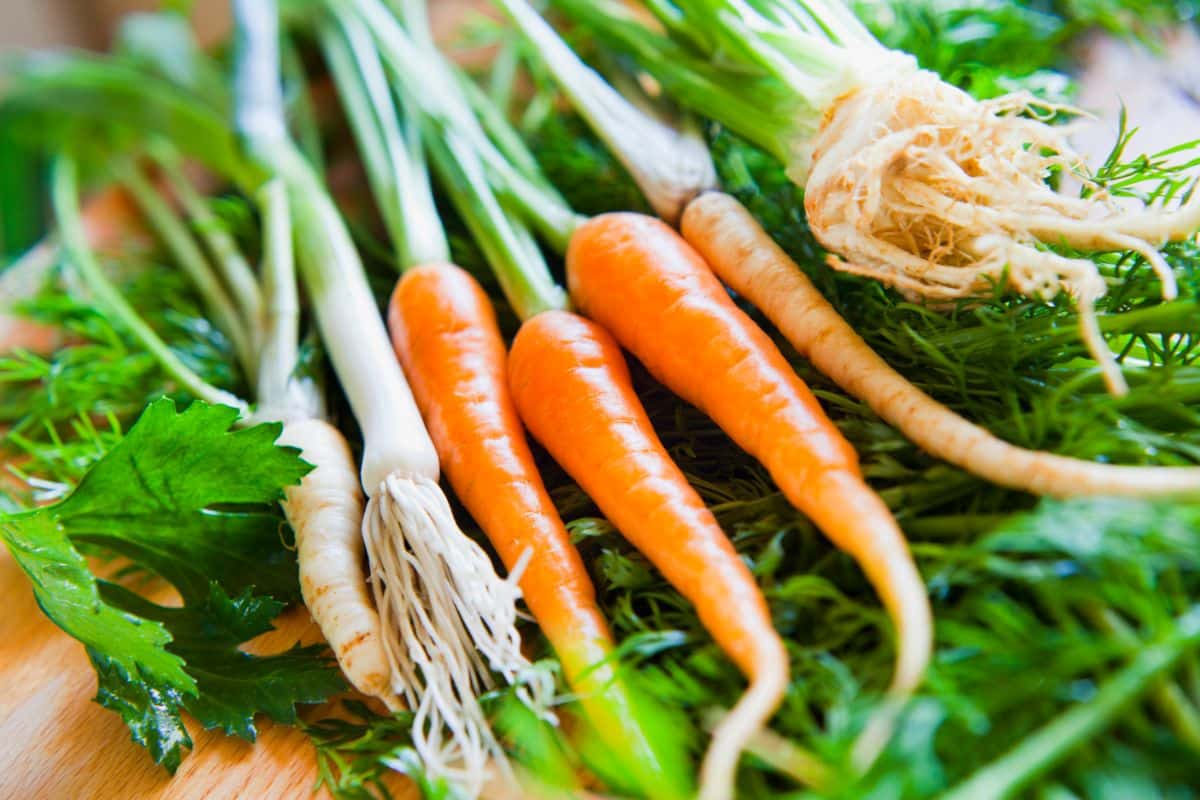 Umbellifers include carrots, fennel, dill, and more