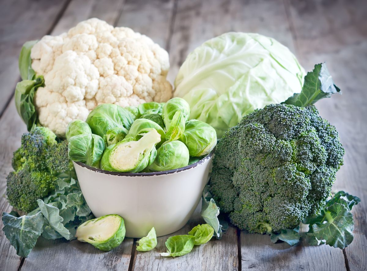 Cauliflower, broccoli, cabbage, and brussels sprouts are members of the brassica family