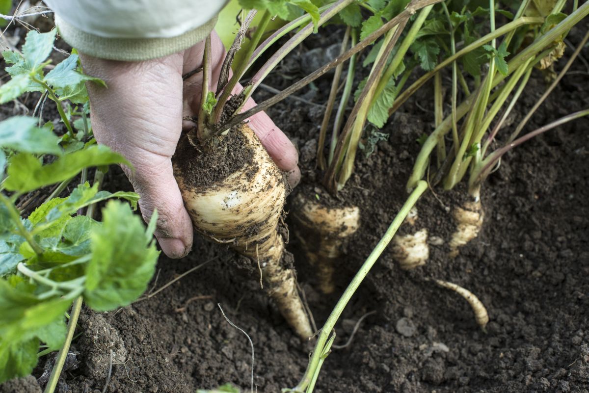 Parsnips grown in a square foot garden