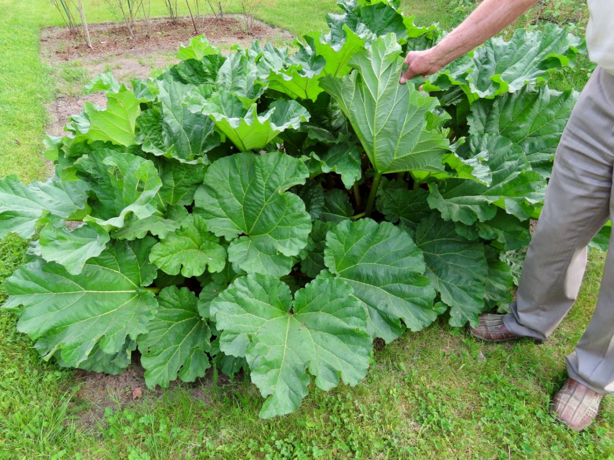 Rhubarb, a brassica companion plant