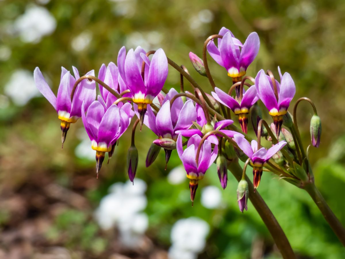 Shooting start plants, short-lived perennials that self seed