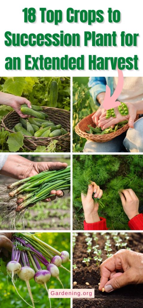 18 Top Crops to Succession Plant for an Extended Harvest pinterest image.