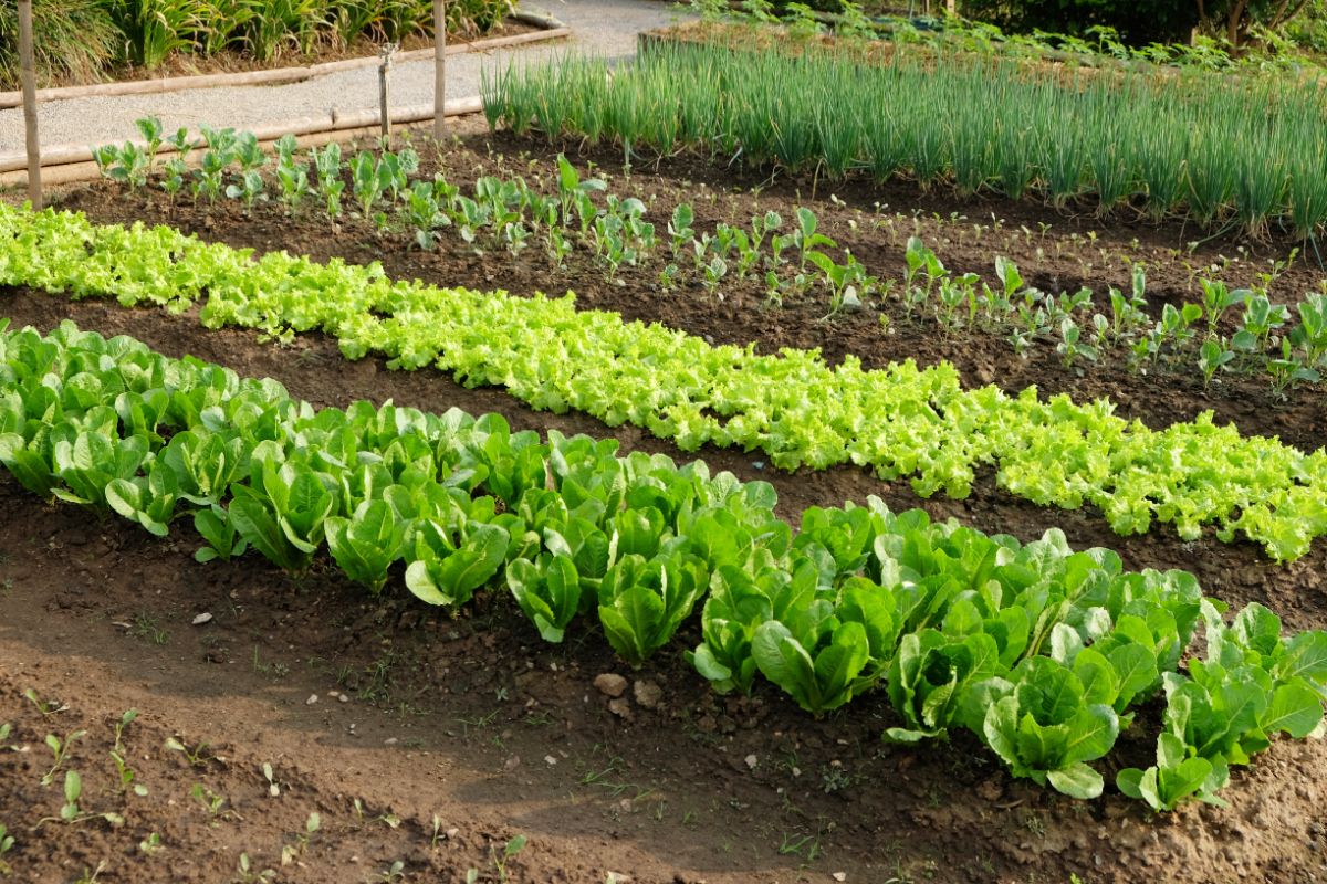Neatly arranged rows grow vegetables in  an in ground garden