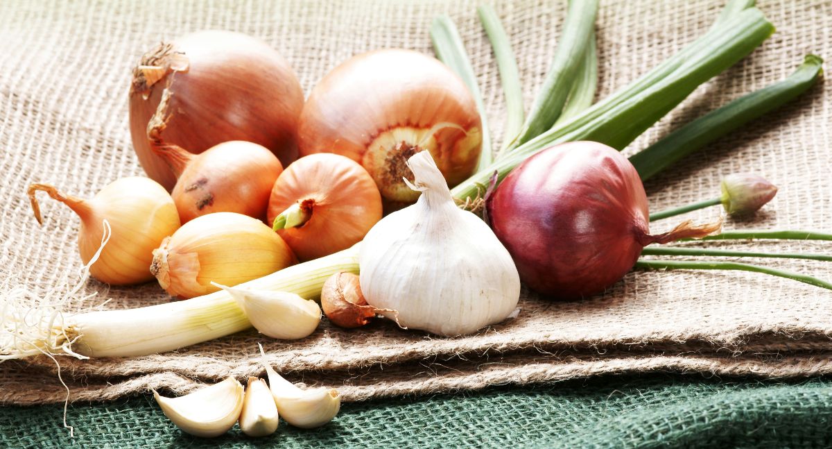 Allium family members include shallots, onions, leeks, and garlic