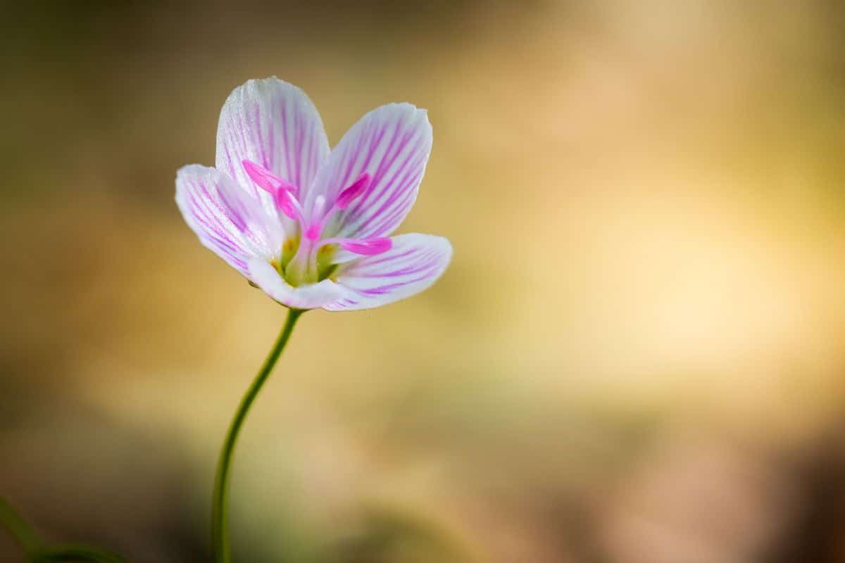 Delicate and attractive spring beauty, a subtle spring ephemeral