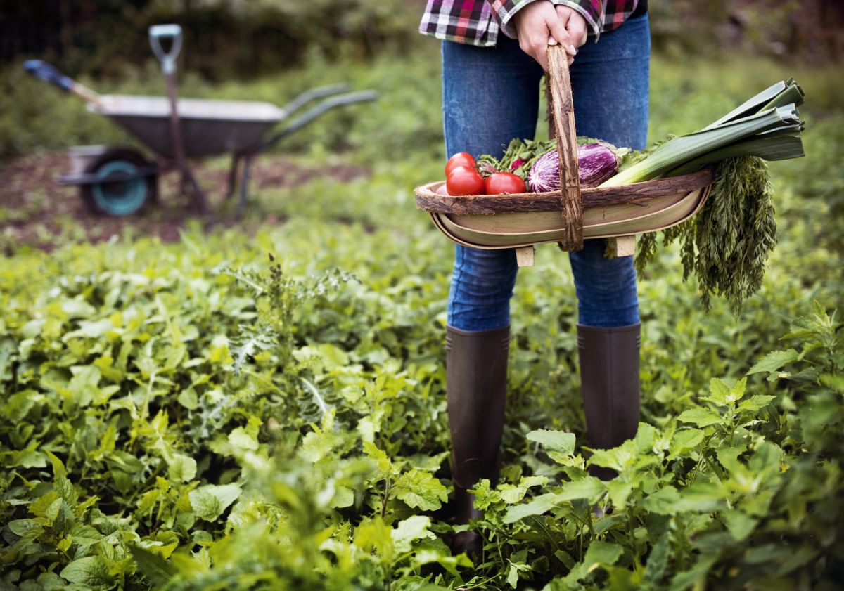 A woman stands among thriving rows of vegetables in an in ground garden