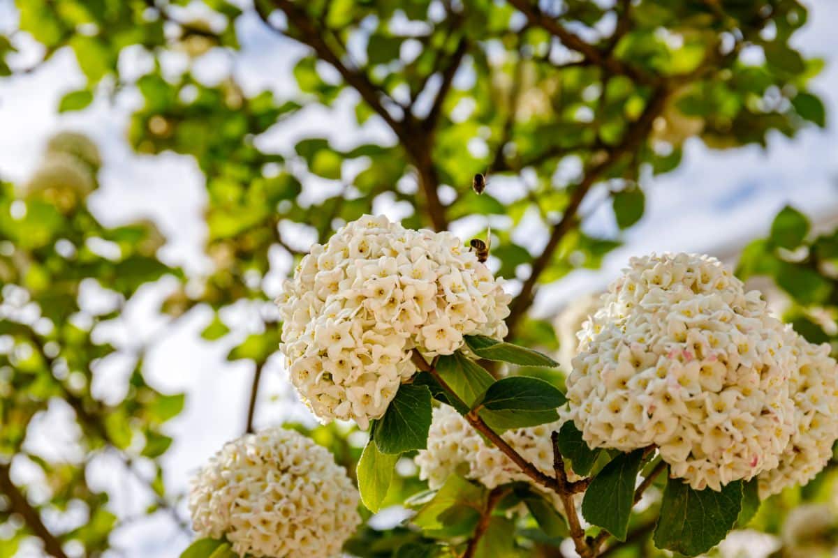 White snowball flowering viburnum bush