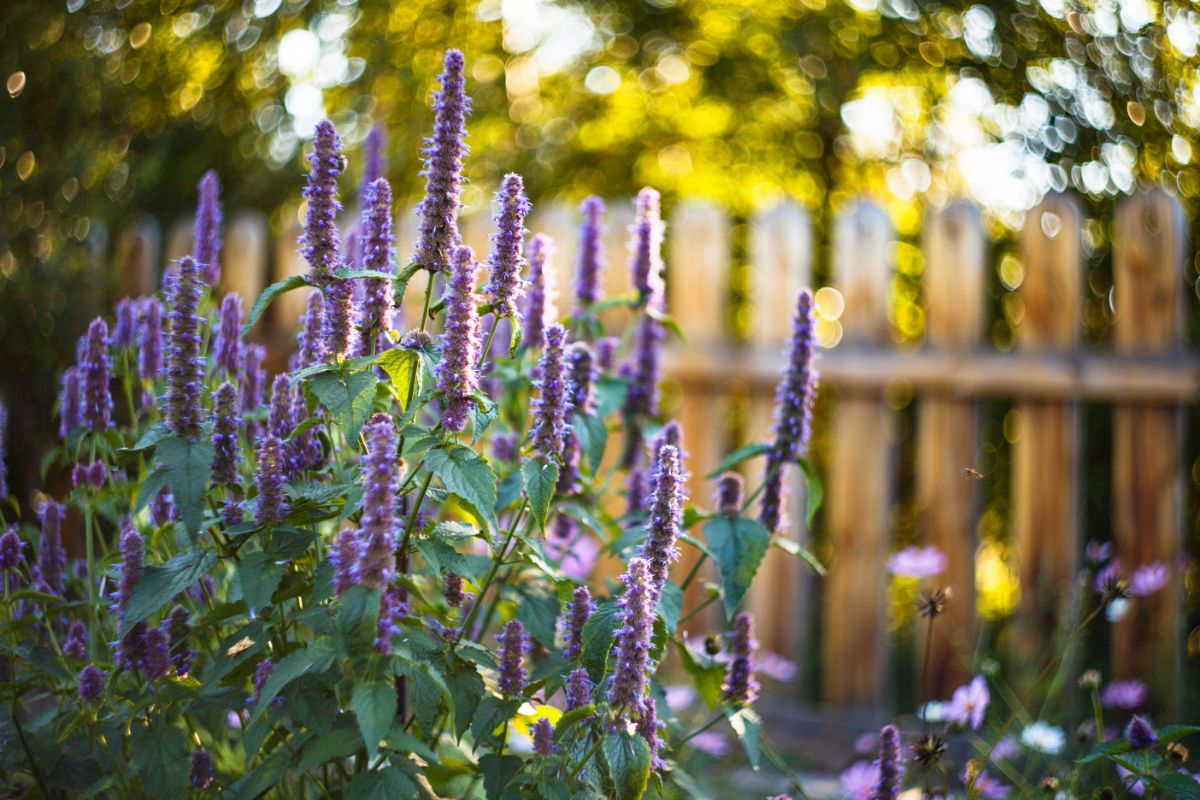 Anise hyssop is a favorite in cottage style gardens