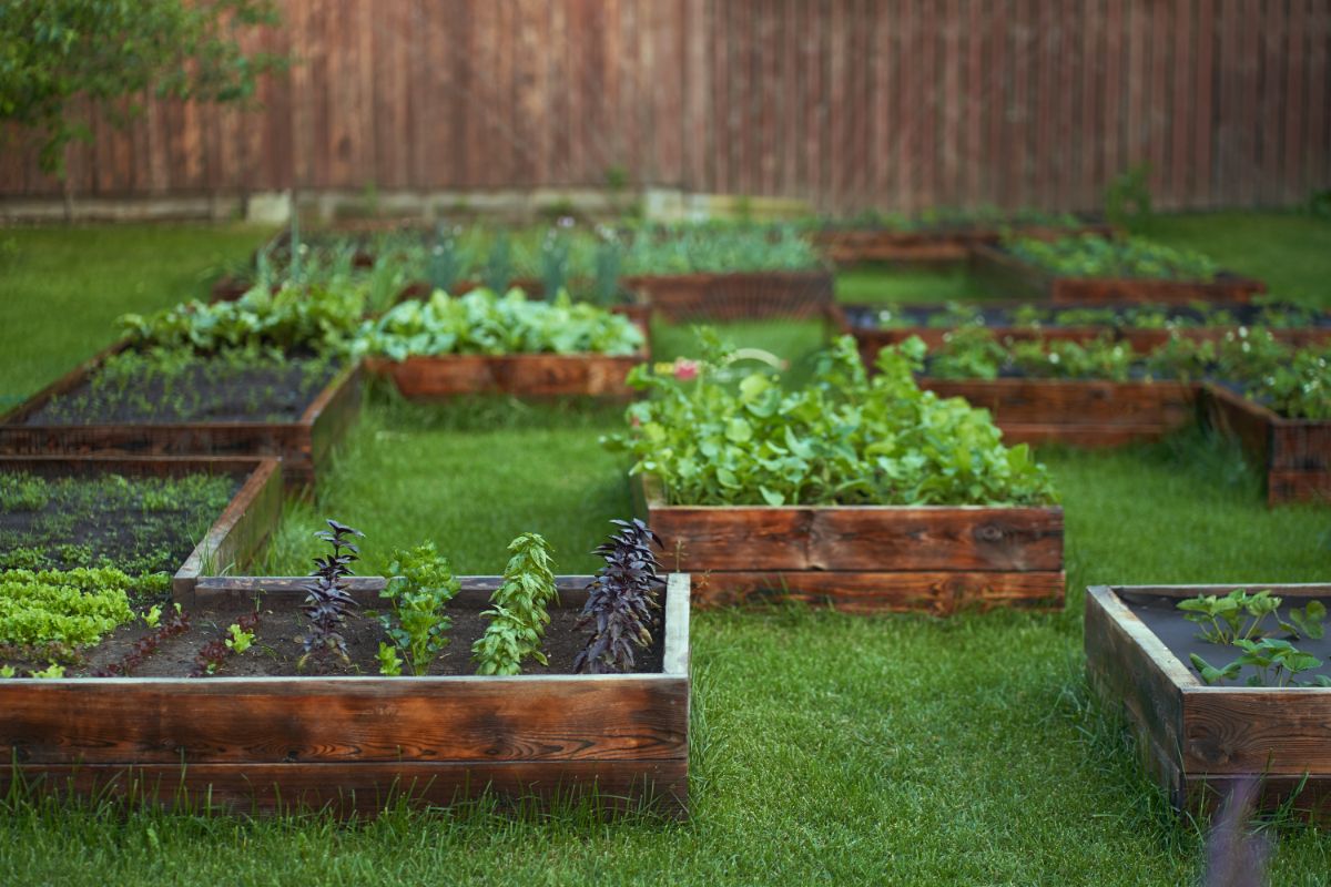 Crops are planted in rotation in raised beds to prevent poor growth and problems