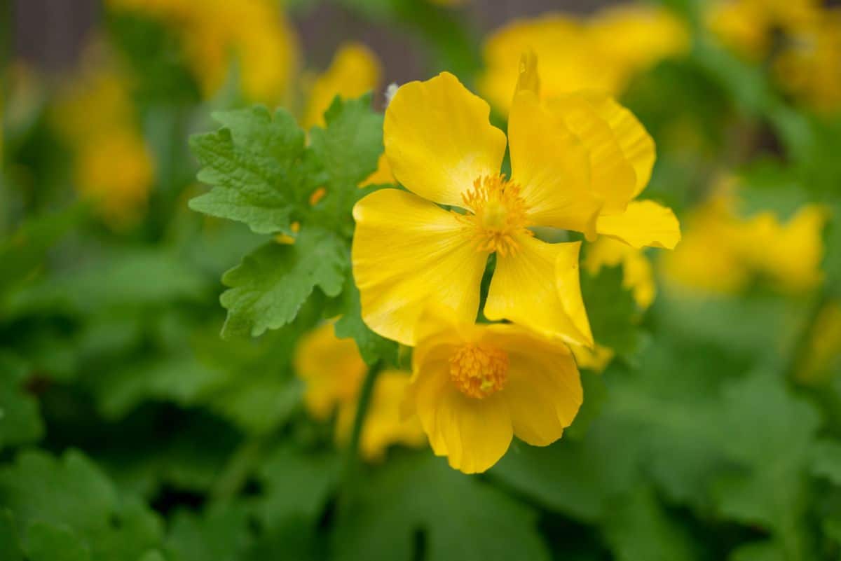 Buttercup-like yellow flowers on Celandine poppies