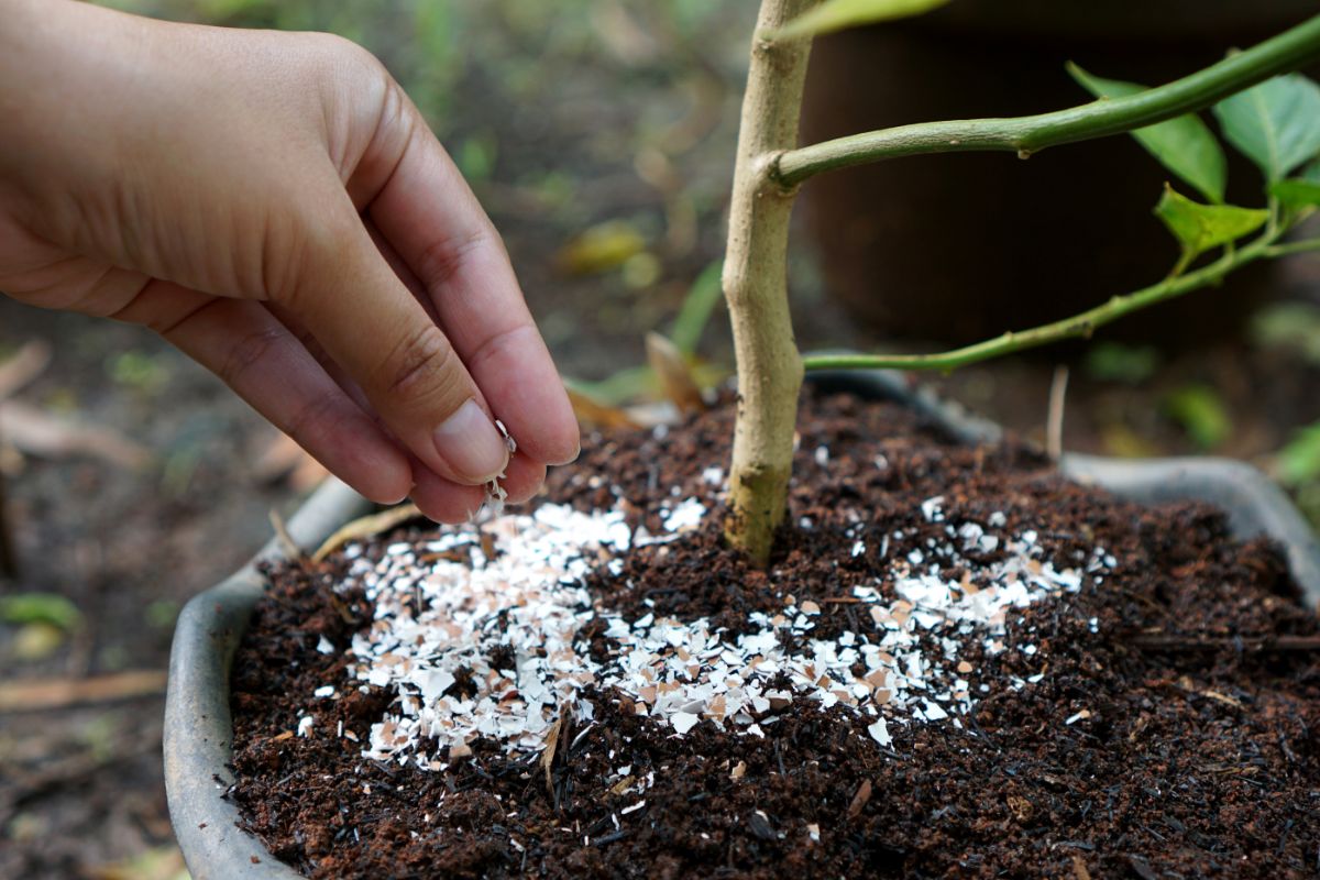 A gardener sprinkles crushed egg shells into a potted plant to sweeten the soil pH