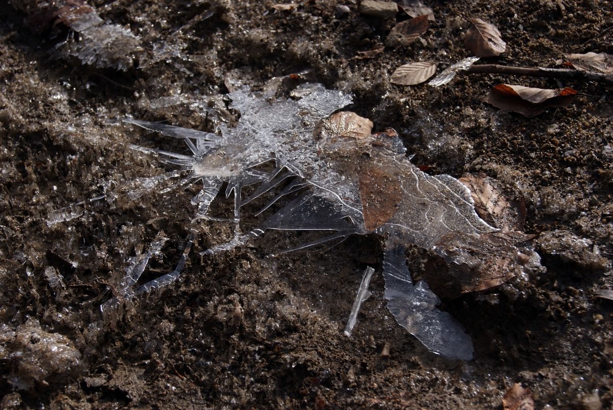 Ice crystals form on top of wet spring soil.