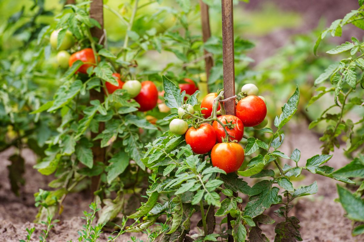 Varieties of tomatoes planted in a garden.