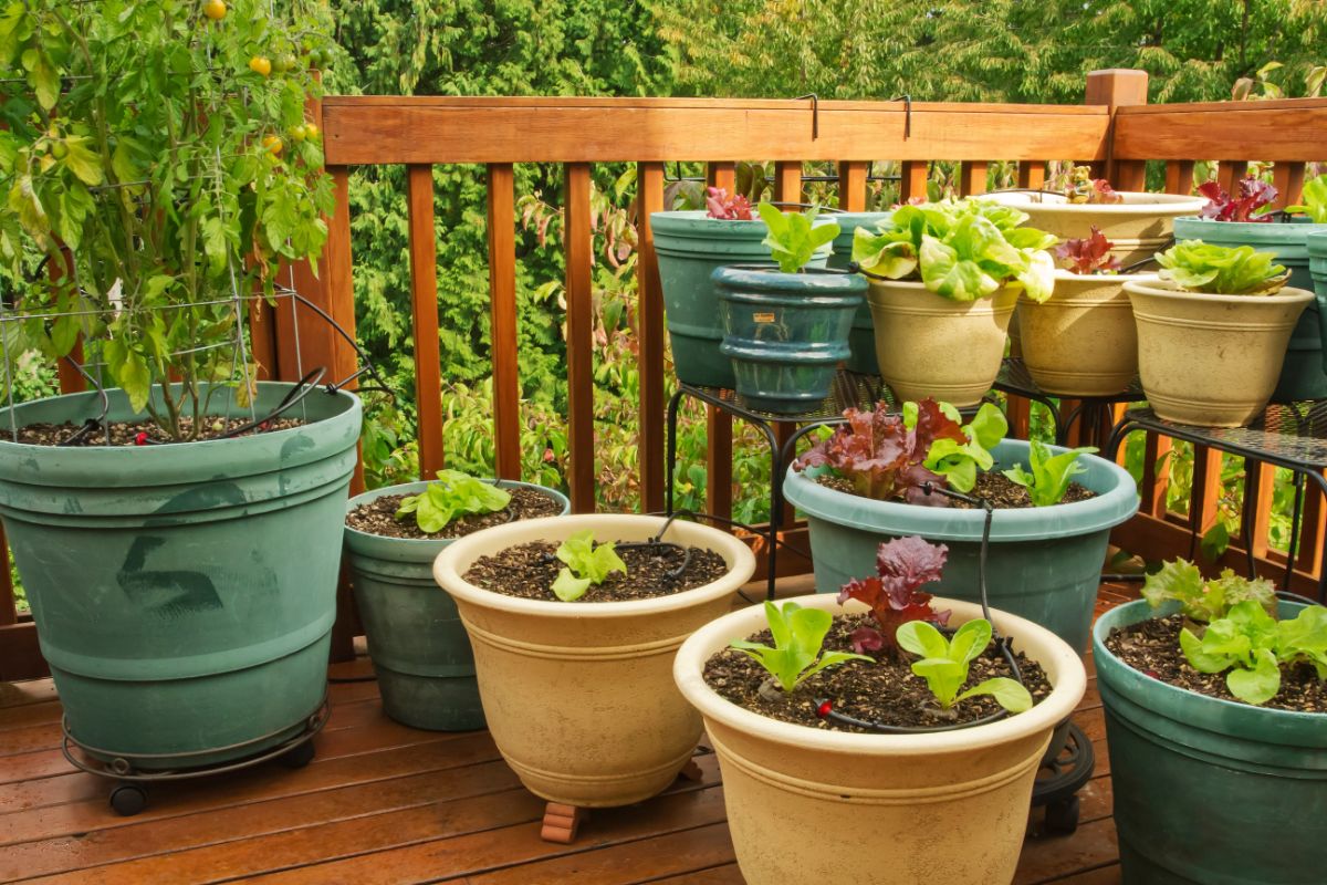 A variety of lettuces growing in containers on a porch garden