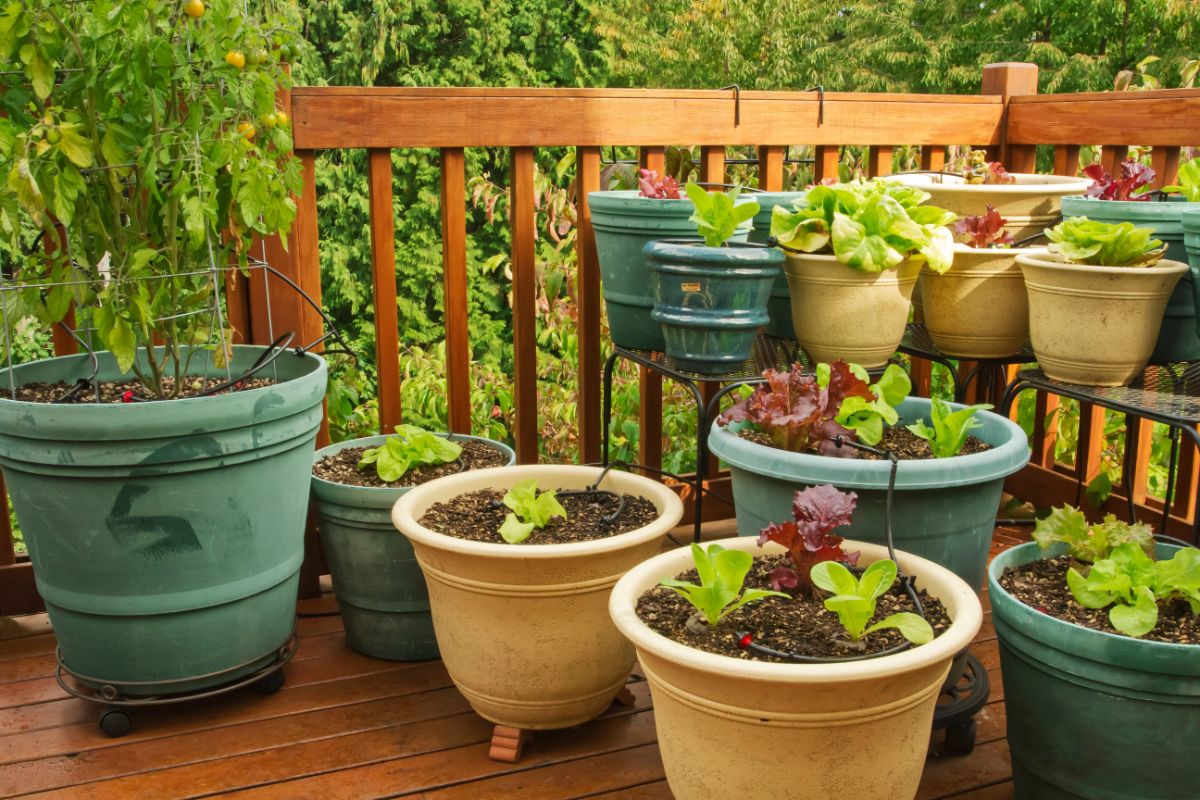 https://gardening.org/wp-content/uploads/2023/03/2-lettuce.jpg