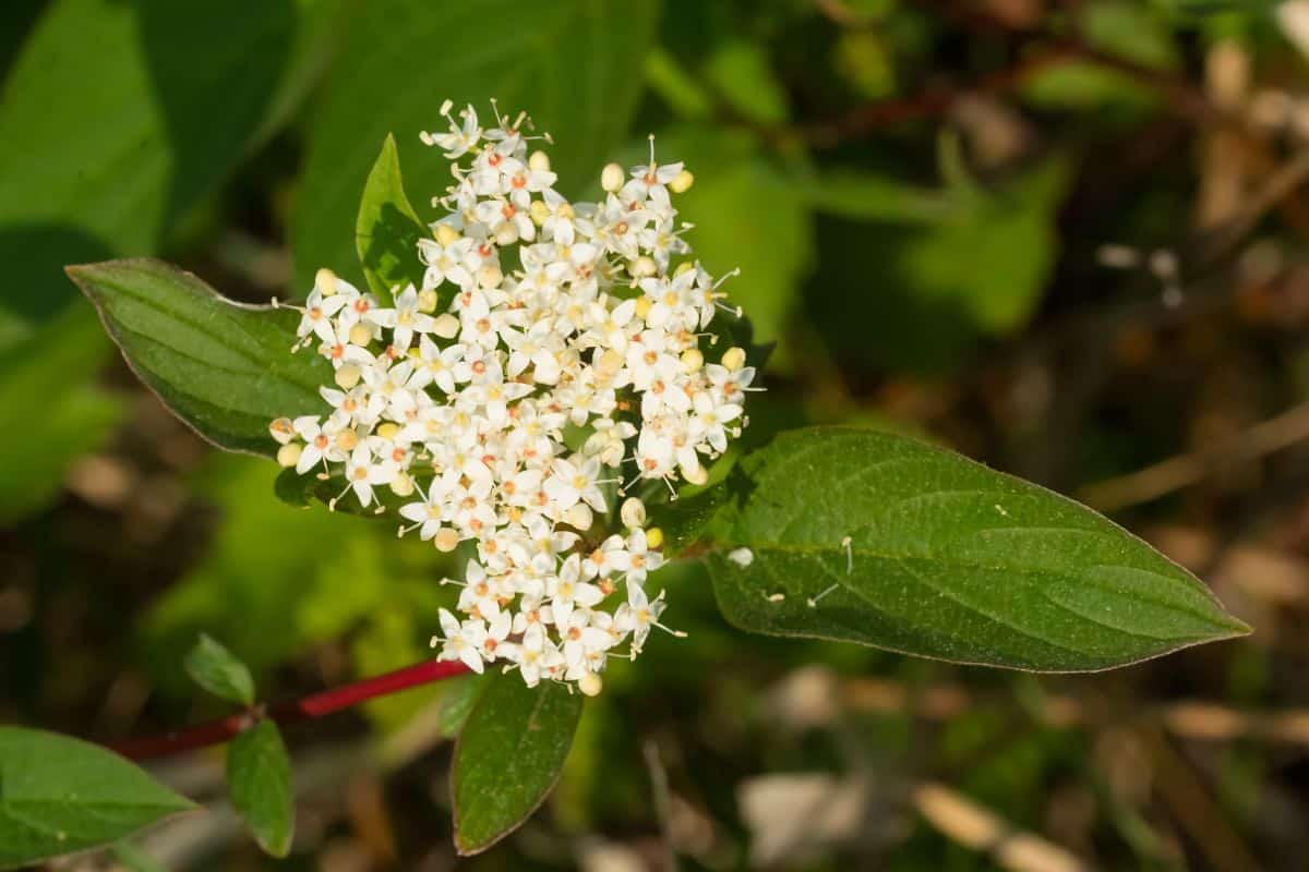 Pollinators love the plentiful small flowers of the red osier dogwood