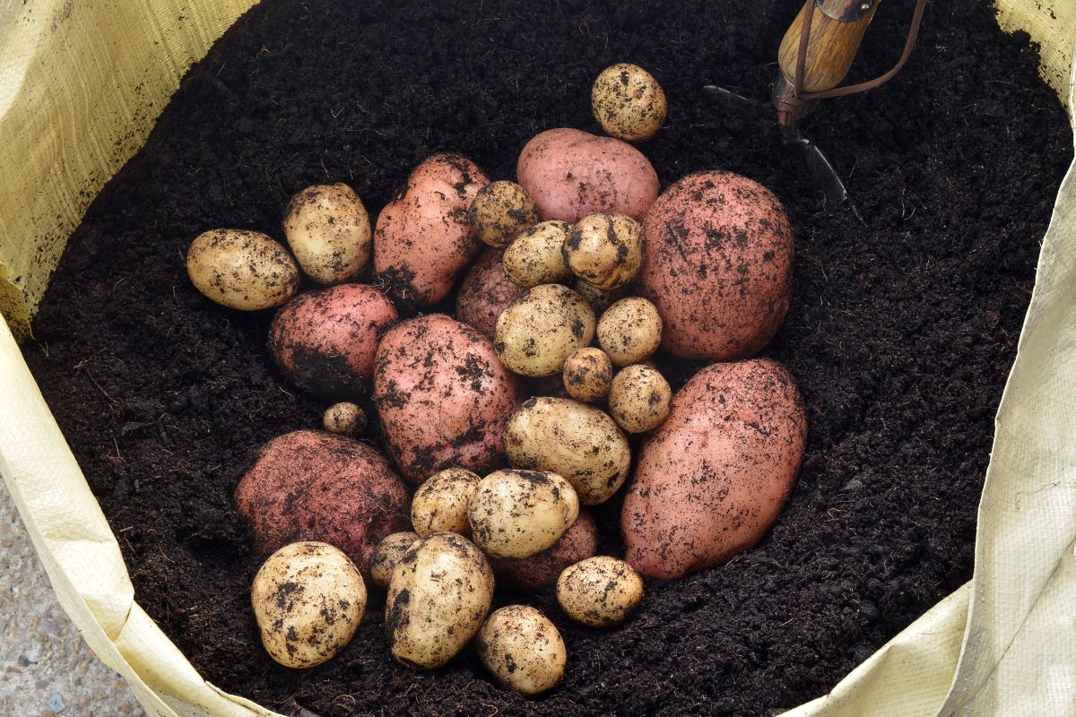 Potatoes grown in a grow bag after harvest