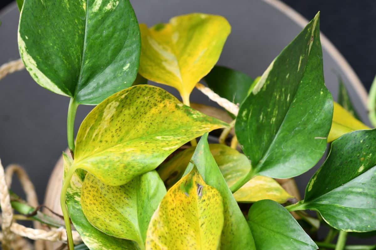 Yellowing leaves on pothos plants