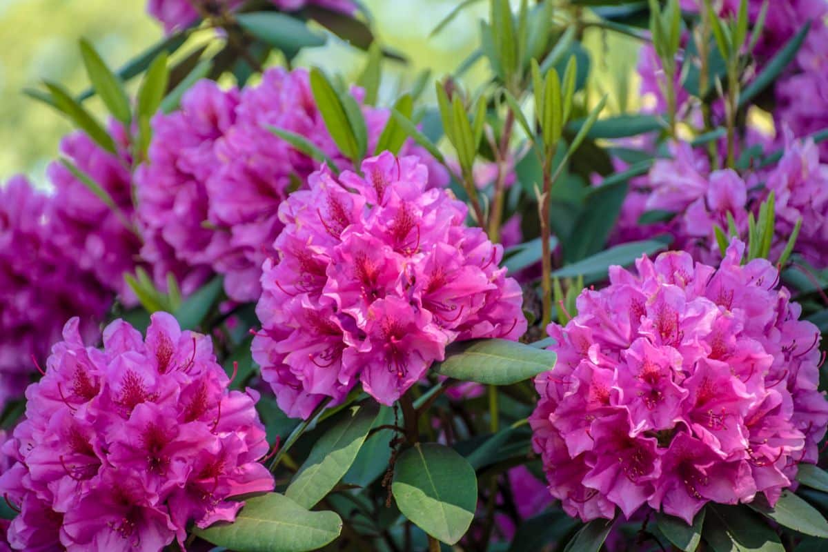 Azaleas and rhododendrons are know to prefer acidic soil