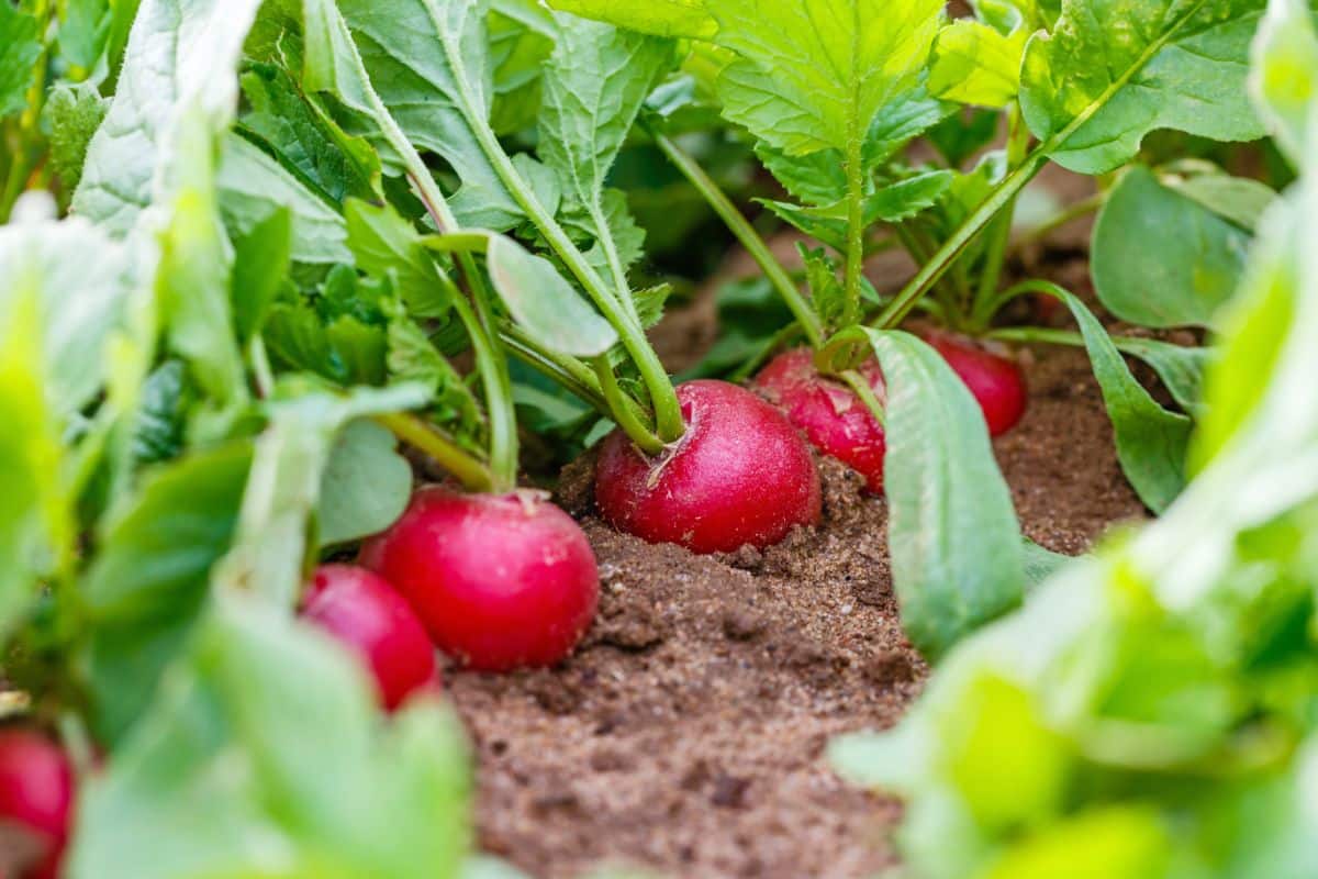 Red radishes poking out of the ground