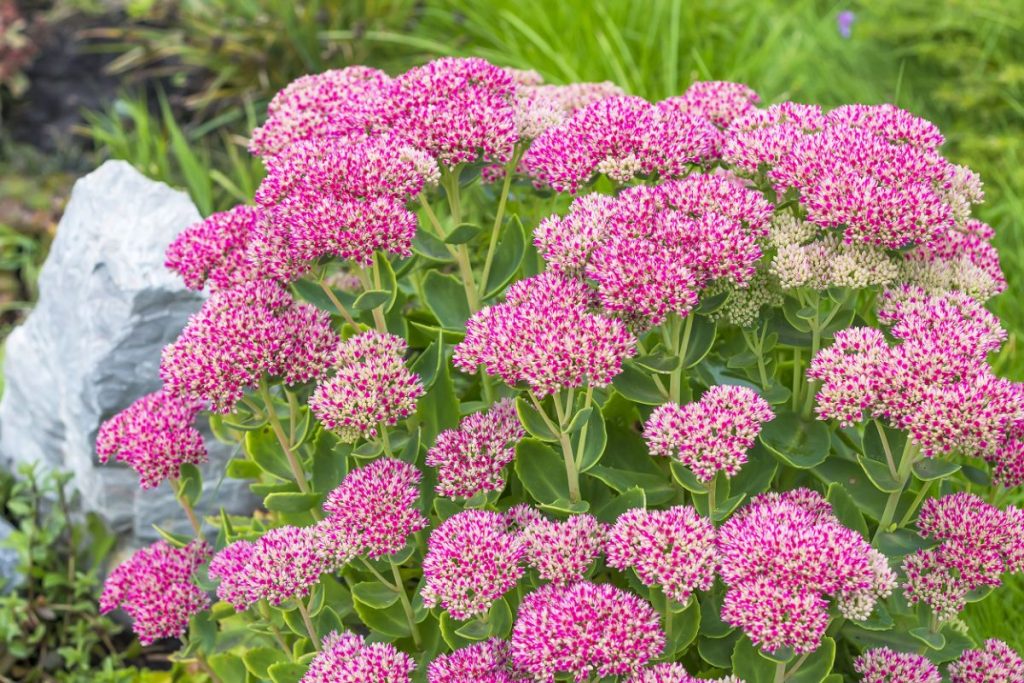 21 Best Flowers to Grow in Sandy Soil - Gardening