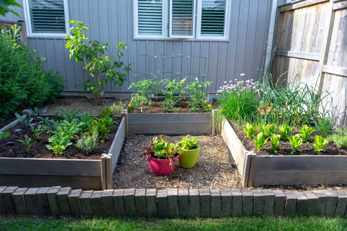 Nicely arranged square foot garden bed boxes grow many different vegetables