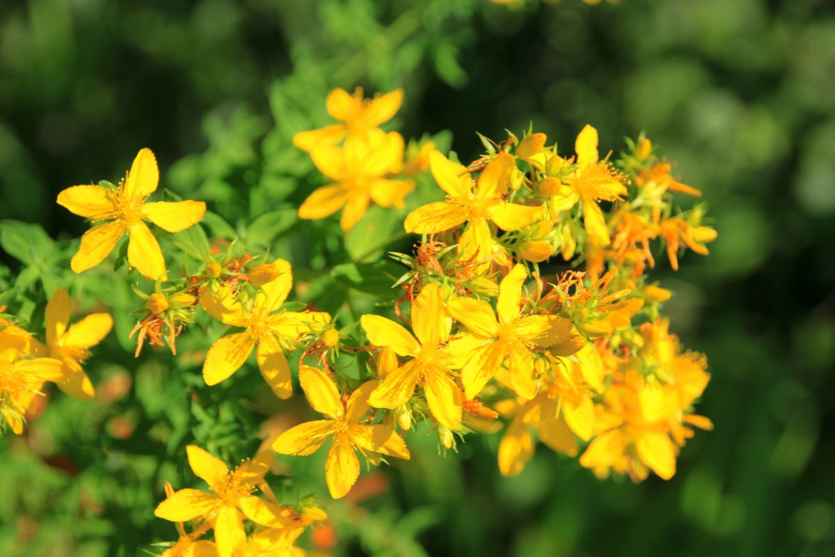 St Johns Wort is a valuable medicinal plant as well as a pollinator favorite