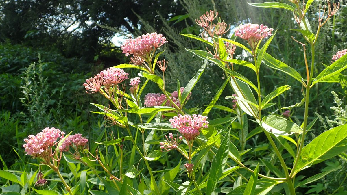 Pink flowering, bushy swamp milkweed