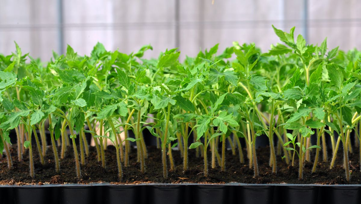 Tomato seedlings grow with strong stems under good grow lights.