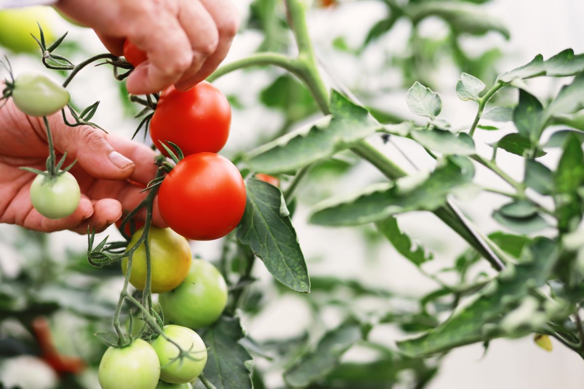 A gardener picking ripe indeterminate tomatoes