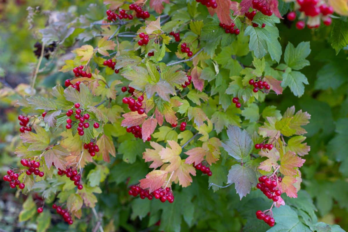 Viburnums display attractive berries and foliage in the fall, too