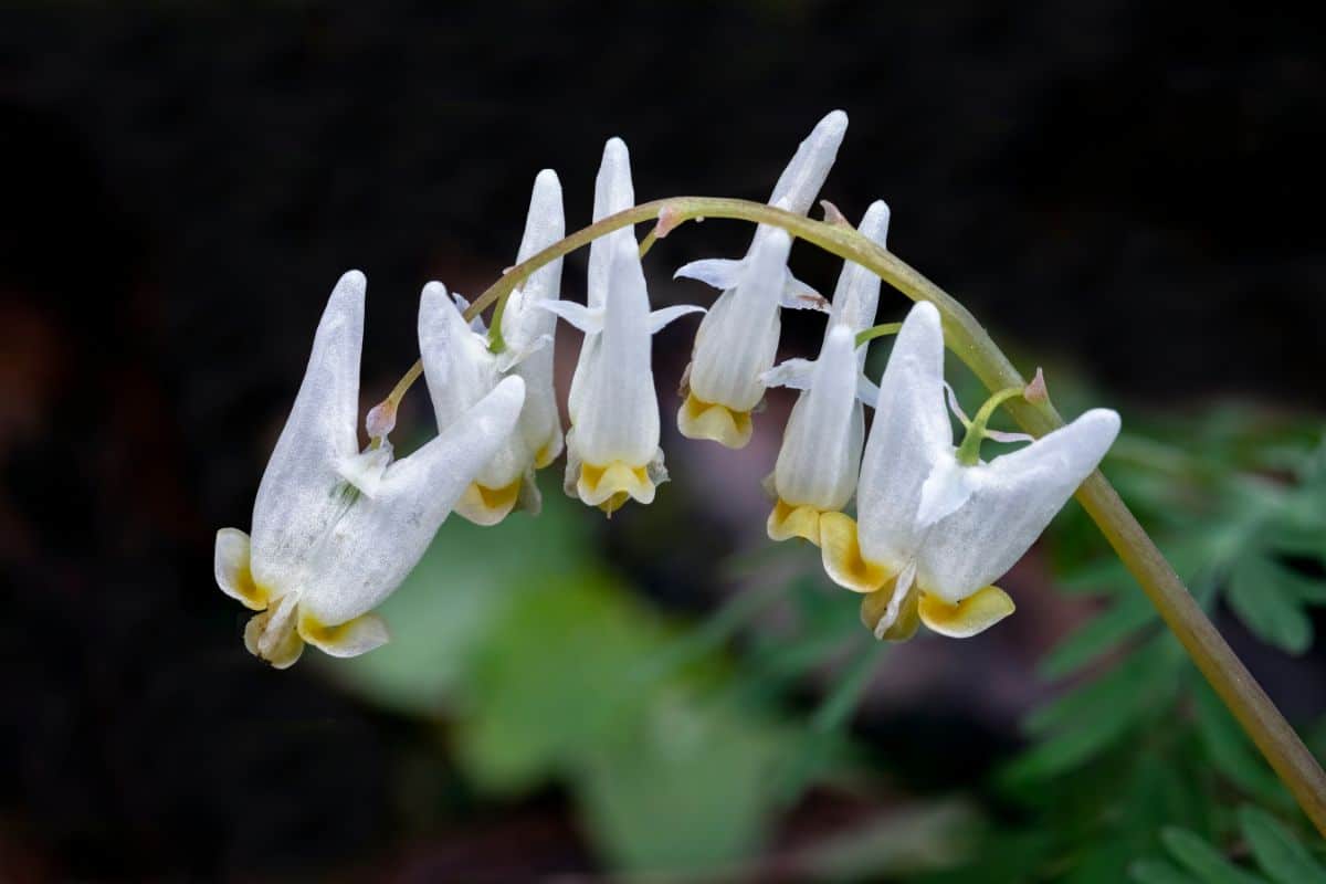 Dutchman's breeches, a relative of bleeding heart plants