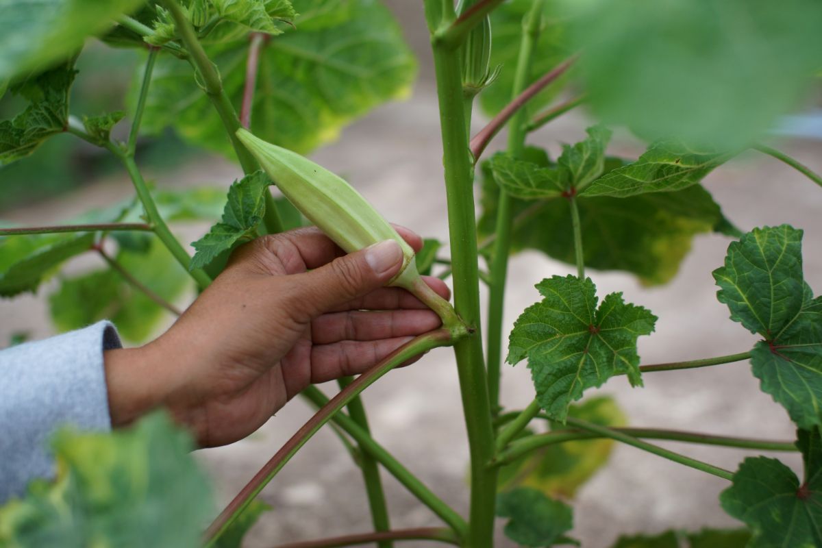 A gardener picking okra