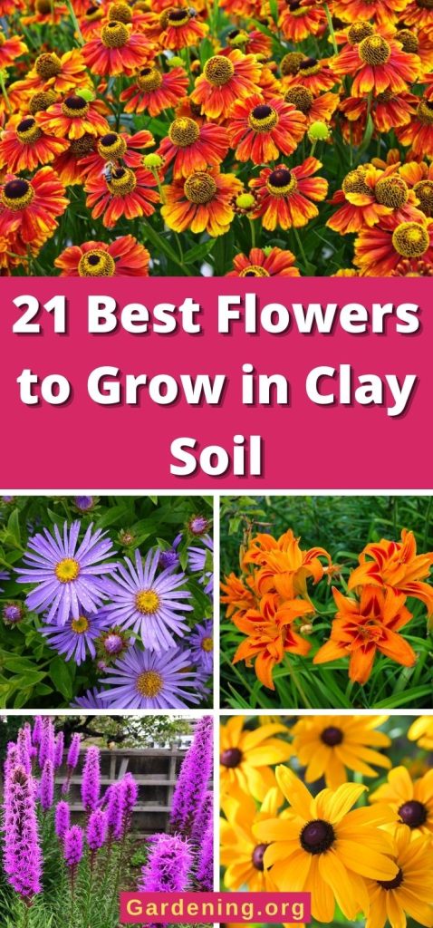 21 Best Flowers to Grow in Clay Soil pinterest image.