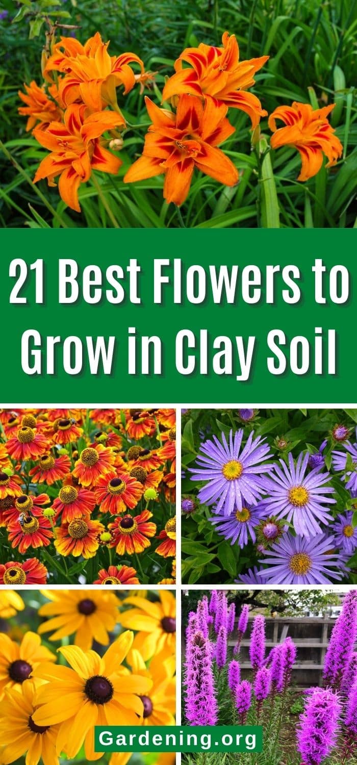 21 Best Flowers to Grow in Clay Soil - Gardening