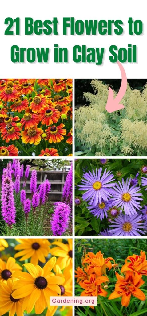 21 Best Flowers to Grow in Clay Soil pinterest image.