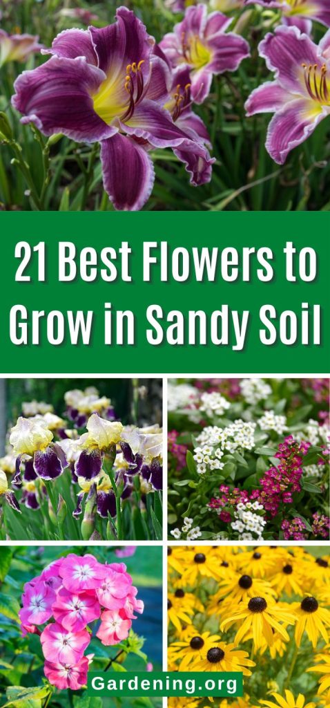 21 Best Flowers to Grow in Sandy Soil pinterest image.