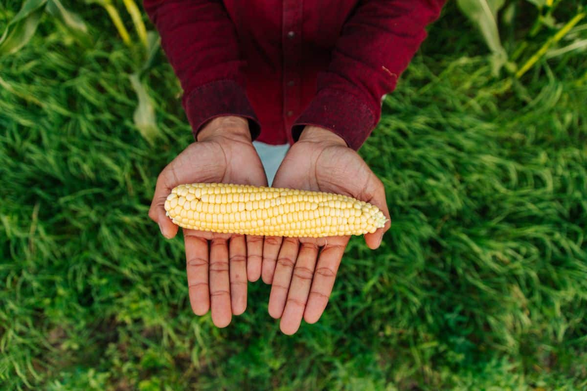 A fresh ear of corn held in a gardener's hands