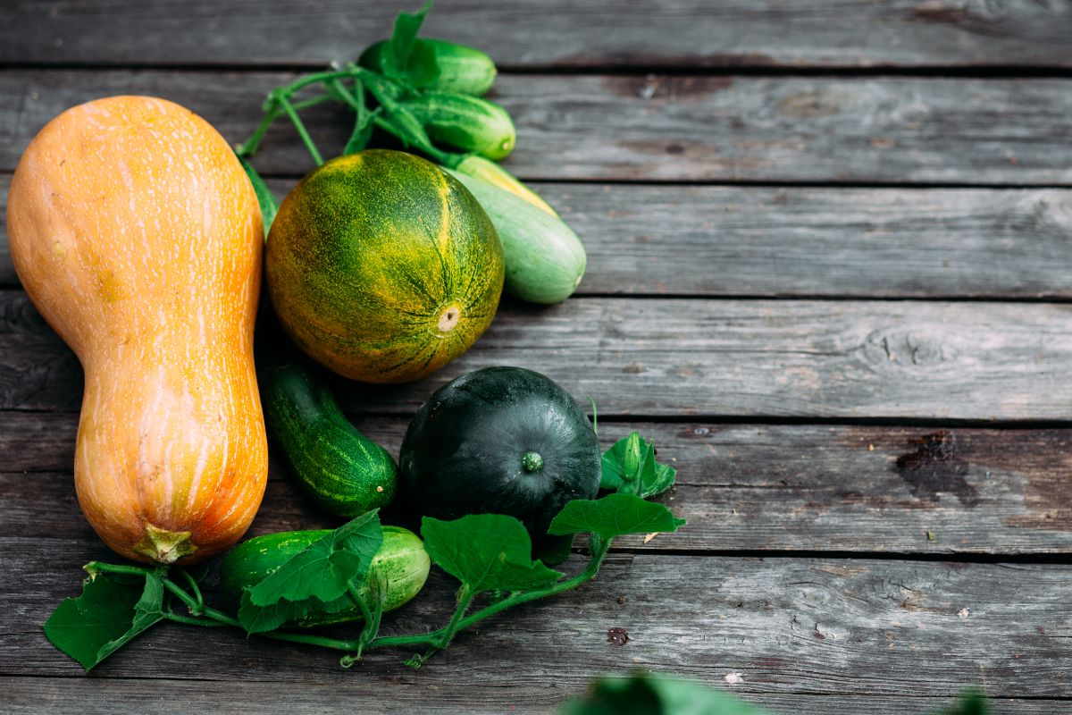 Cucurbit family members include squash, melons, cucumbers, pumpkins, and more