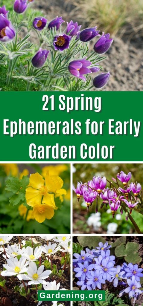 21 Spring Ephemerals for Early Garden Color pinterest image.