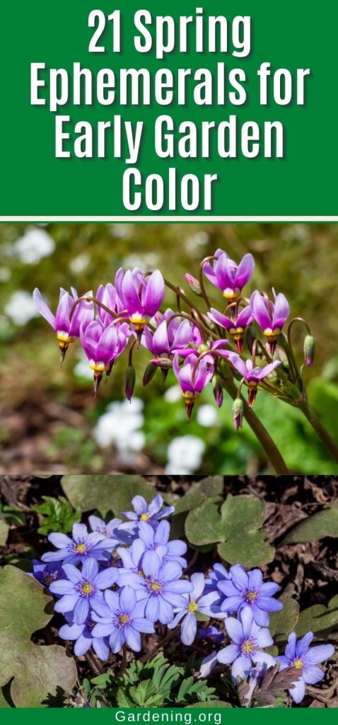 21 Spring Ephemerals for Early Garden Color pinterest image.