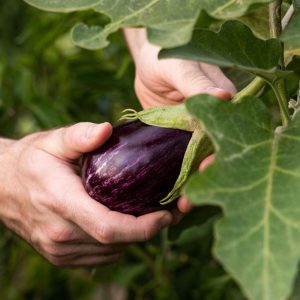 A gardener harvesting a ripe, organic eggplant in a garden.