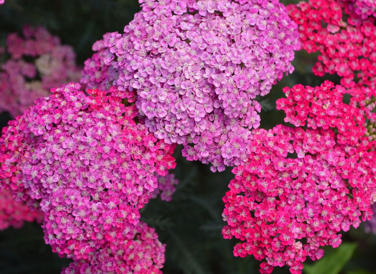 Colorful pink-shaded yarrow flowers 
