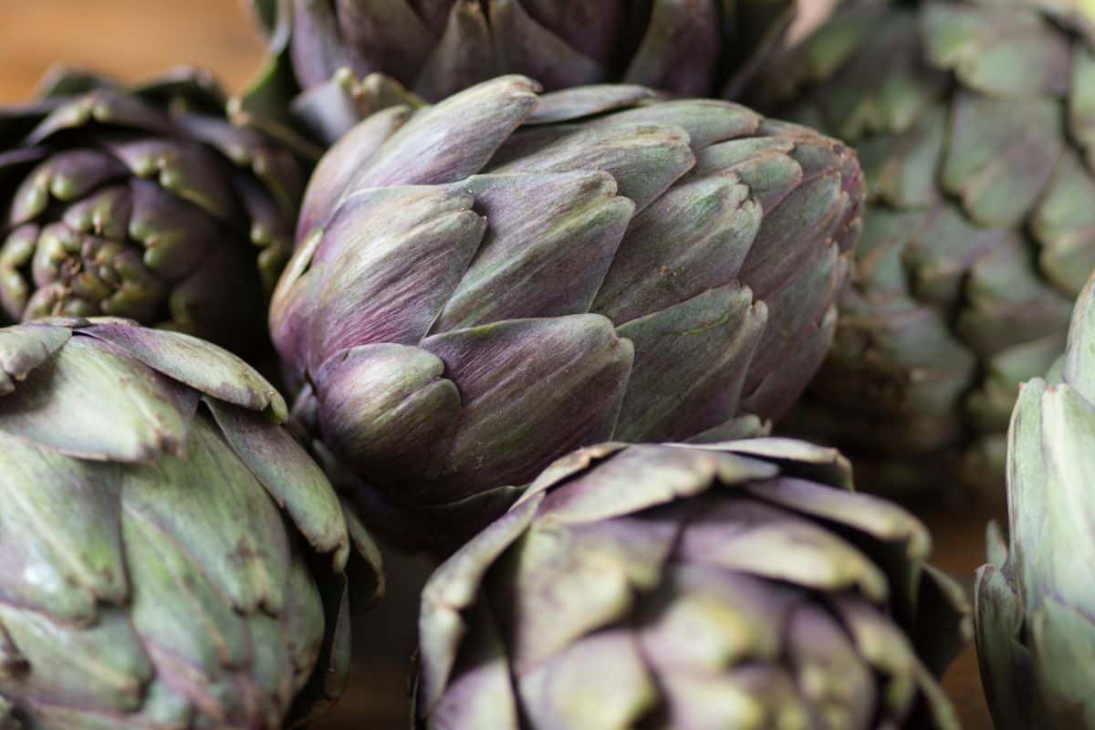Artichokes do not have closely related members in their cultivated food crop family