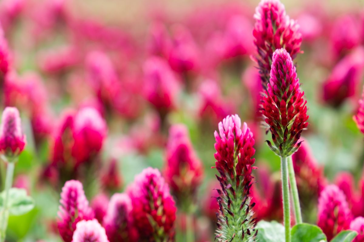 Red clover is a common soil-rebuilding cover crop