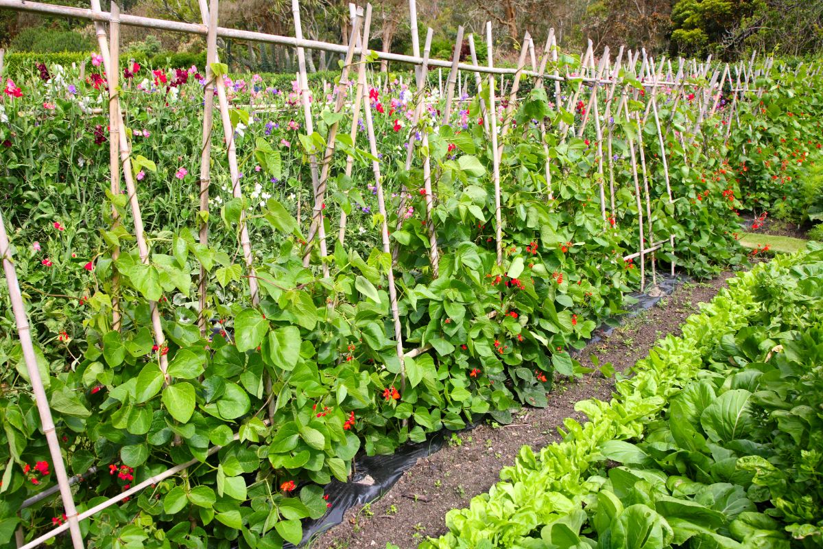 Rows of vegetables are planted in the ground working with nature