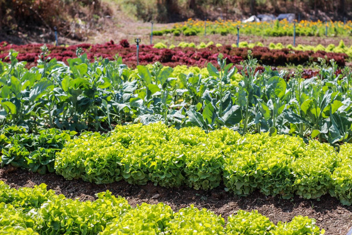 Rows of large and smaller plants grow side by side in an in ground garden bed