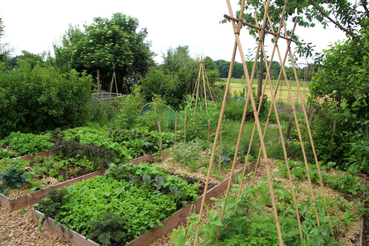 A nicely arranged and rotated garden with raised beds