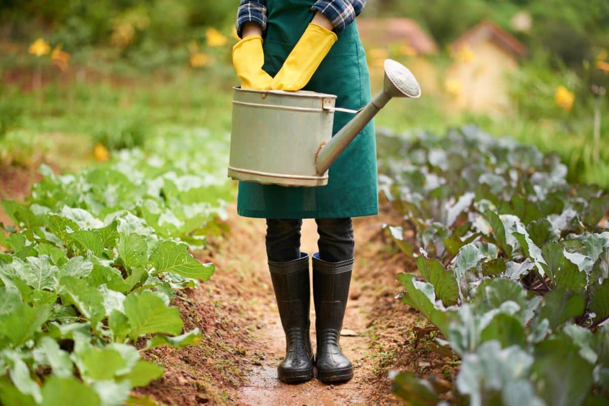 A woman stands among the rows in an in ground garden